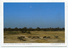 AK 072064 NAMIBIA - Gnus Im Etosha National Park - Namibia