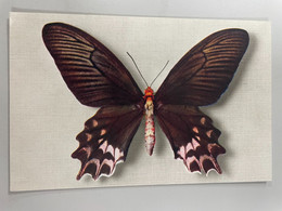 CPSM - Papillon ( Comité National De L'enfance ) N° 4 Papilio Semperi ( Mindoro ) - Papillons