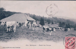 Ballaigues VD, Chalet Des Cernys Et Troupeau (3014) - Ballaigues