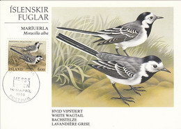 MAXIMUM CARD ICELAND 644,birds - Cartoline Maximum