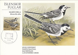 MAXIMUM CARD ICELAND 644,birds - Maximumkarten