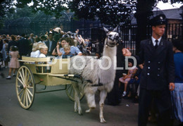 1964 CART LONDON ZOO UK ENGLAND  35mm  DIAPOSITIVE SLIDE No PHOTO FOTO NB1204 - Diapositive
