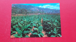 Tobacco Plantation - Cuba