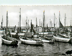 La Turballe * Les Bateaux De Pêche Dans Le Port * Le REINE DE LA PAIX , SOLITAIRE , FRERE DE LA CÔTE - La Turballe