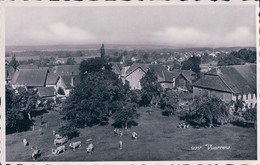 Vuarrens VD, Village Et Troupeau (12317) - Vuarrens