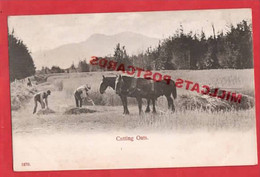 WORKING HORSES     CUTTING OATS  OATS     Pu 1904 - Teams