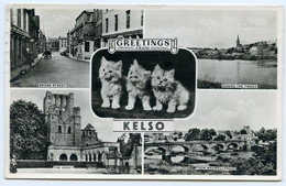 KELSO : MULTIVIEW (KITTENS) / ADDRESS - ABERDEEN, BROOMHILL AVENUE (COLE) - Roxburghshire