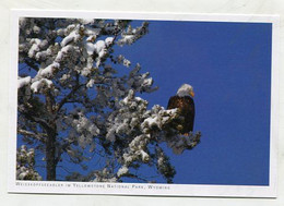 AK 072520 USA - Wyoming - Yellowstone National Park - Weisskofseeadler - Yellowstone