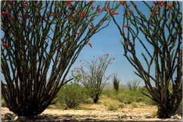 Cactus Ocotillo With Red Blossoms - Cactusses