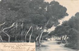 CPA - 06 - MENTON - Promenade Du Cap MARTIN - Carte Précurseur - Dos Non Divisé - Menton