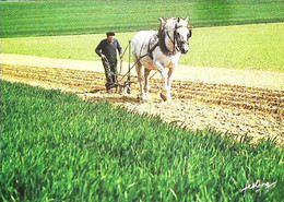 ► Cheval De Labour - Campagne De France (Feeling Combier) - Attelages