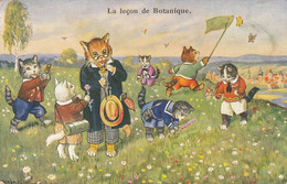 CHAT - CAT - KATZ - ATTITUDE HUMANISEE - " LA LECON DE BOTANIQUE " - VOIR DEUX SCANS - Katten