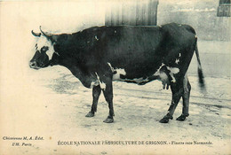 Grignon * école Nationale D'agriculture * Vache Finette Race Normande * Bovin - Grignon