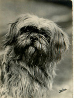 Chiens * Animal * Chien De Race Terrier Sino Thibétain * Shih Tzu * Goldentchin To * Dog - Chiens