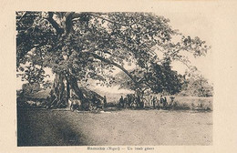 BAMAKO - UN BOAB GEANT (arbre) - Niger