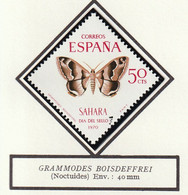 SAHARA ESPAGNOL - Faune, Papillons - N° 283-287 - 1970 - MNH - Sahara Español