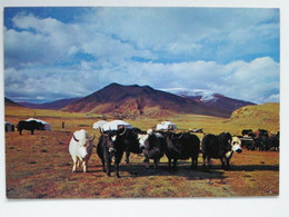 Mongolia Yaks - Mongolie