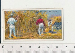 Cutting Sugar-Cane Récolte De La Canne à Sucre Australie Australia  88/11 - Wills