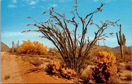 Cactus The Desert In Bloom Ocotillo - Cactus