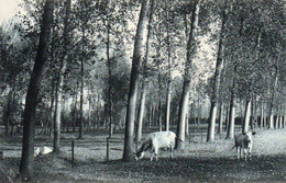 Waremme  Le Prairies Du Geer Voyagé En 1908 - Waremme