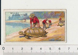 Marine Turtle Catching Capture Des Tortues Sur La Plage Animal Tortue Turtles On Beach Australie Australia  88/12 - Wills