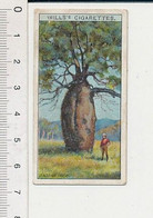 Baobab Tree Arbre Australie Australia  88/12 - Wills