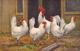 CPA - OSIEAUX - Illustration De La Basse Cour - Coq Et Poule STF Edition STEHK - Vogels