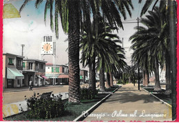 VIAREGGIO - PALME SUL LUNGOMARE  - B/N COLORATA - VIAGGIATA 1953 - Viareggio