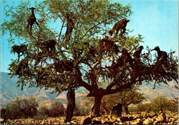 (2 G 49) Maroc - Morocco - Gat In Trees - Chèvres Dans Arbre Arganiers - Arbres