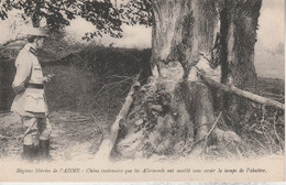 Régions Libérées De L' AISNE: Chêne Centenaire Que Les Allemands Ont Mutilé Sans Avoir Le Temps De L' Abattre - Arbres