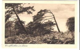 Windflüchter Im Darss  Von 1932 (5994) - Zingst