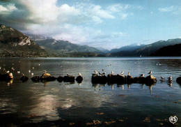 74  LAC D ANNECY   Mouettes Au Repos    (Recto-verso) - Annecy-le-Vieux