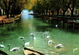 74   ANNECY  Le Canal Et Le Pont Des Amours  (cygnes)    (Recto-verso) - Annecy-le-Vieux