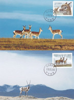 CHINA 2003-12 Tibetan Antelopes 2V LOCAL MC-2 - Cartes-maximum