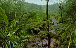 FERN FOREST - HAWAIIAN NATIONAL FOREST - Hawaï