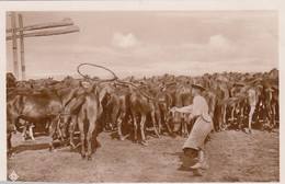 Hungary, Life In Hortobagy Hungarian Horse Herder With Lasso C1930s Vintage Real Photo Postcard - Hungary