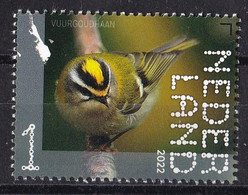 Nederland - Beleef De Natuur - 15 Augustus 2022 - Leuvenumse Bossen - Vuurgoudhaan - MNH - Songbirds & Tree Dwellers