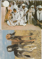 3   Cartes Postales  2 De Lévriers SALUKIS Et Une De Petit Lévrier Italiens - Dogs