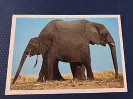 Botswana . Elephant -  Old Postcard - Taschen - Botswana