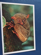 Malaysia, Borneo - Tarsier -  Old Postcard - Taschen - Malaysia