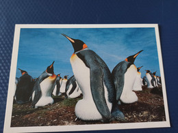 King Penguin - Falkland Islands -  Old Postcard - Taschen - Islas Malvinas