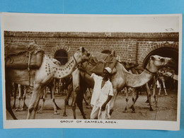 Group Of Camels, Aden - Yemen