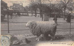 Vire         14             Mouton Sur Le Marché       (voir Scan) - Vire