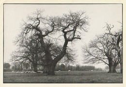 CIVRAY. - Arbres Remarquables - Bomen