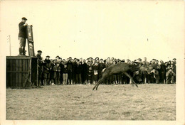 Marennes * Carte Photo * Fête Locale * Course De Chevreuils ? * Photo P. ABELARD , 4 Rue François Fresneau - Marennes