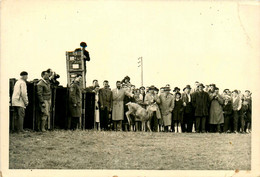 Marennes * Carte Photo * Fête Locale * Course De Chevreuils ? * Photo P. ABELARD , 4 Rue François Fresneau - Marennes