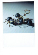 Cpm - Photographie Yves Trémorin - Fruit Cassis - Ministère Culture Arts Plastiques - 1993 - N°22 Musée Nicéphore Niépce - Arbres