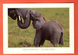 ZRN-01 African Elephants Southern Africa. Big Format.  Used To Switzerland - Elephants