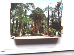Spanje Spain Espana Alicante Elche Imperial Palm - Alicante