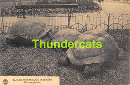 CPA JARDIN ZOOLOGIQUE D'ANVERS TORTUES GEANTES ANVERS ANTWERPEN TORTUE TURTLE SCHILDPAD - Tartarughe